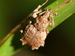 Chalepistes costifer