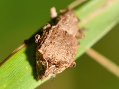 Chalepistes costifer