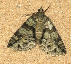 Polyclysta hypogrammata