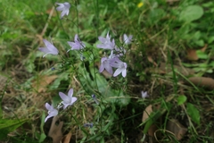 Campanula rapunculus