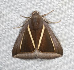 Chalciope alcyona