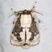 Macadamia Cup Moth - Photo (c) Ian McMillan, some rights reserved (CC BY-NC), uploaded by Ian McMillan