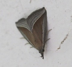 Hypena conscitalis