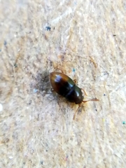 Atomaria basalis