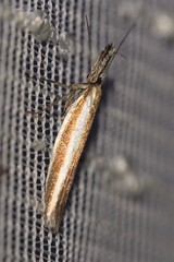 Pleurota aristella