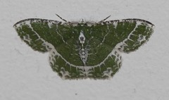Eucyclodes insperata