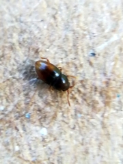 Atomaria basalis
