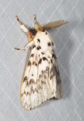 Lymantria antennata