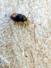 Atomaria basalis