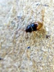 Atomaria basalis