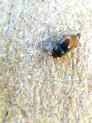 Atomaria basalis