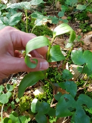 Cephalanthera damasonium