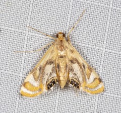 Margarosticha repetitalis