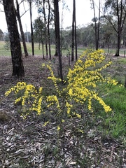Acacia verniciflua