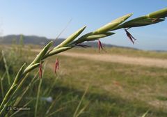 Elymus farctus