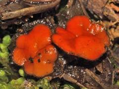 Scutellinia hirta