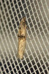 Nephopterix angustella