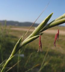 Elymus farctus