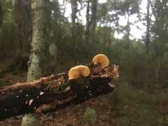 Conchomyces bursiformis