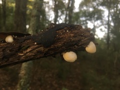 Conchomyces bursiformis