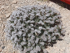 Acantholimon libanoticum