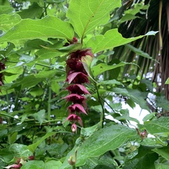 Leycesteria formosa