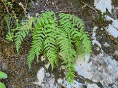Woodsia caucasica