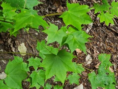 Acer laetum