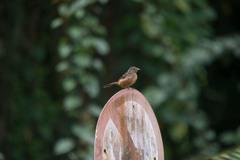 Ramphocelus bresilius