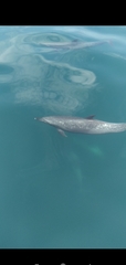 Stenella attenuata graffmani
