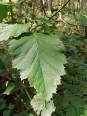 Crataegus submollis