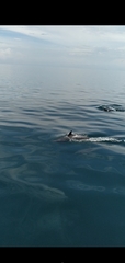 Stenella attenuata graffmani