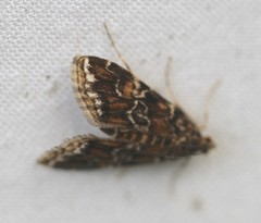 Elophila responsalis