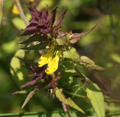 Melampyrum italicum