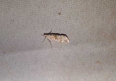 Cornifrons ulceratalis