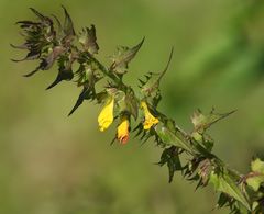 Melampyrum italicum