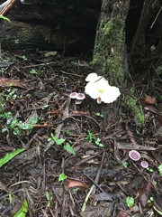Clitocybe semiocculta