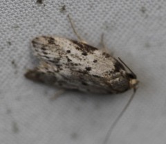 Philobota transversella