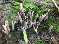 Clavulina tasmanica