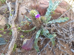 Acanthopsis dispermoides