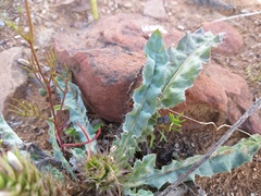 Acanthopsis dispermoides