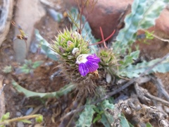 Acanthopsis dispermoides