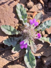 Acanthopsis dispermoides