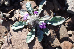 Acanthopsis dispermoides