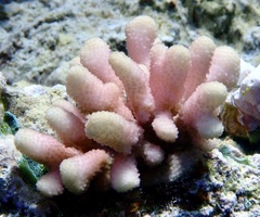 Stylophora