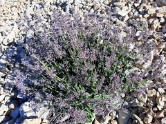 Nepeta cilicia