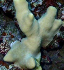 Millepora exaesa