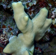 Millepora exaesa