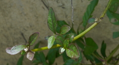 Alternanthera ficoidea