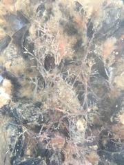 Amathia verticillata